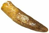 Fossil Spinosaurus Tooth - Real Dinosaur Tooth #368161-1